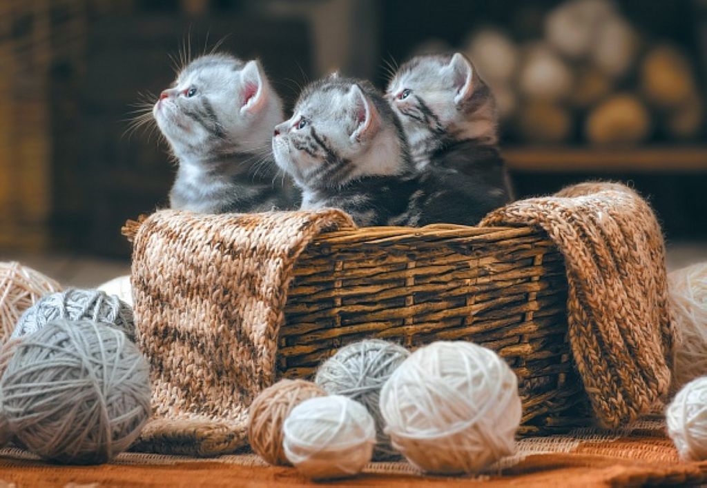 Пазл 2000 элементов "Хвостатые полосатые" /1/