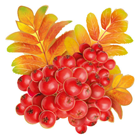 Украшение "Рябина"  /20/